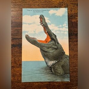 Vintage “Drop In” at California Alligator Farm Los Angeles, California Postcard
